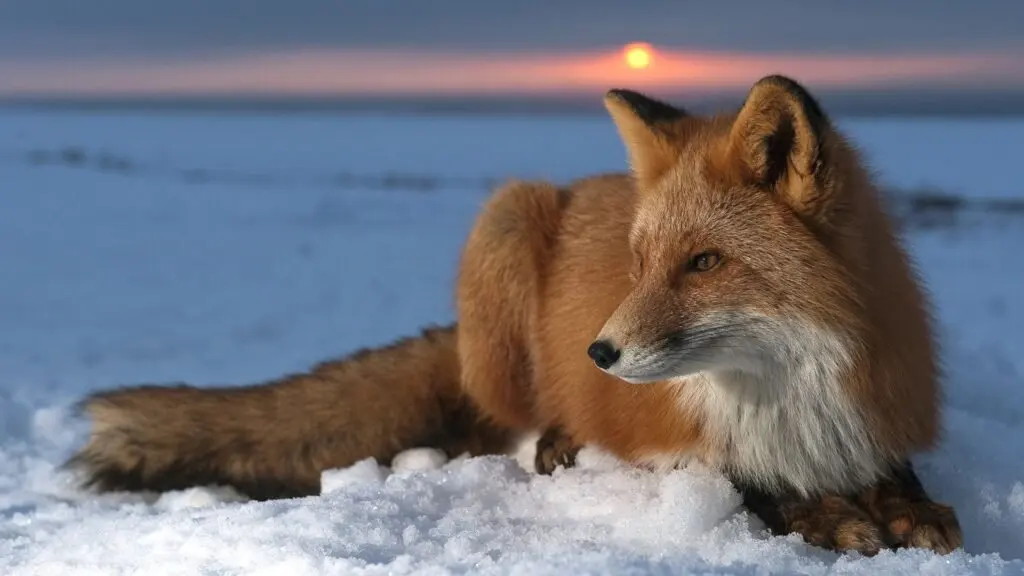 Physical Features of Cute:vckxjxf4zh0= Fox